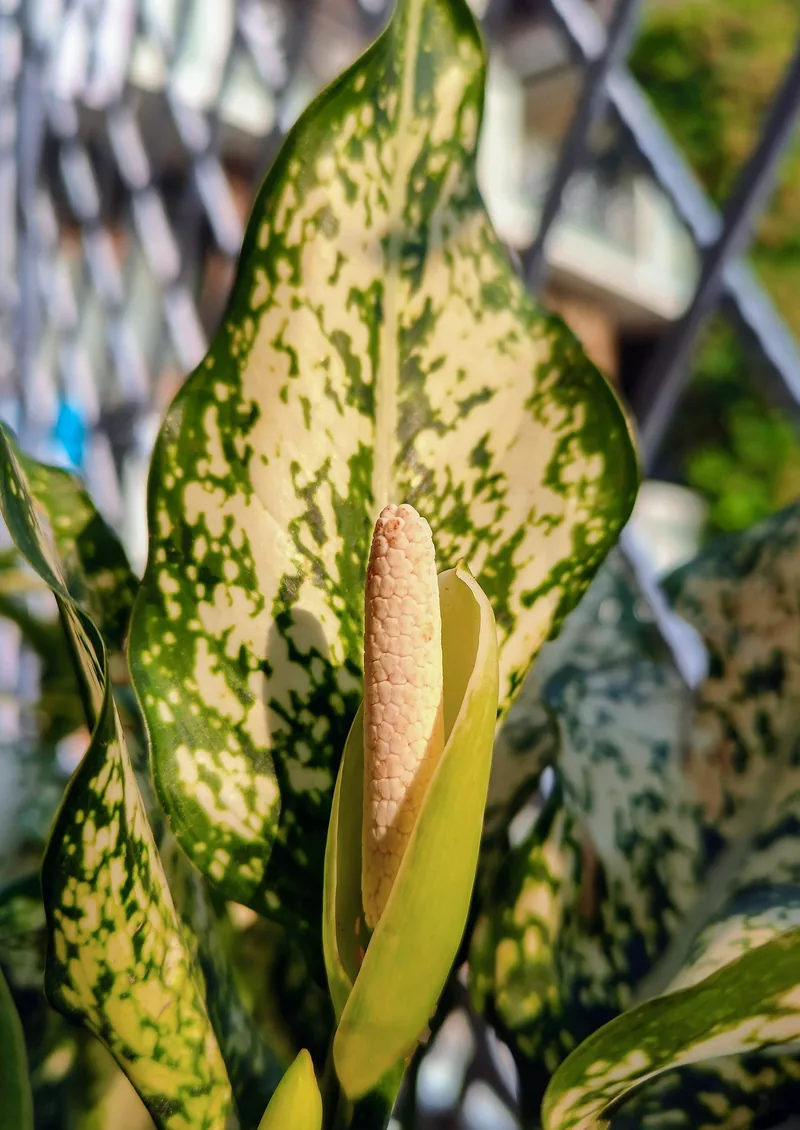 Aglonema Big Roy