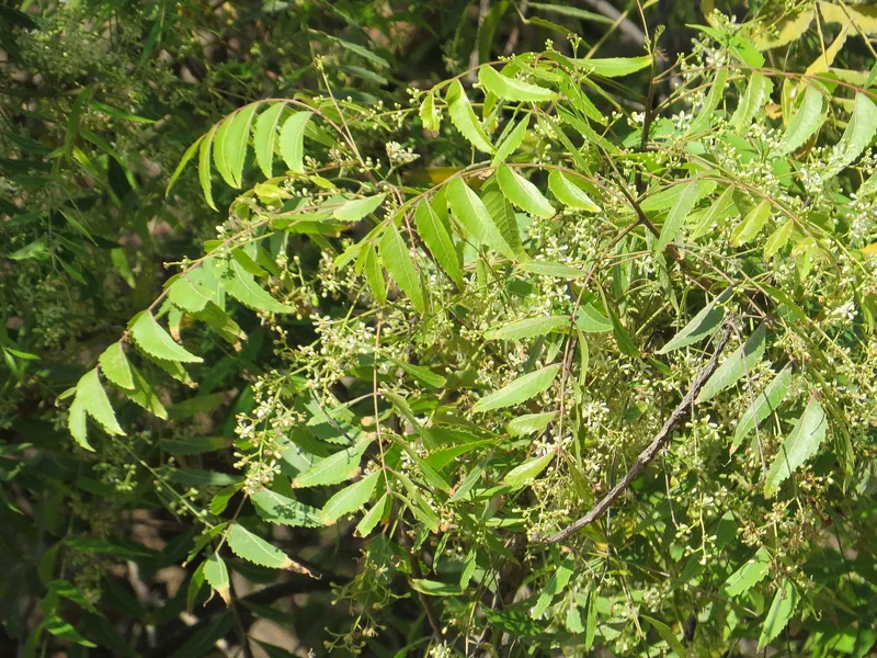 Pestisida Nabati dari Daun Mimba dan Bawang Putih