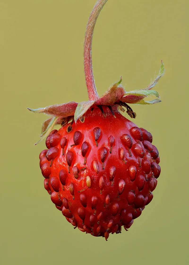 Marketplace komunitas GrowMate