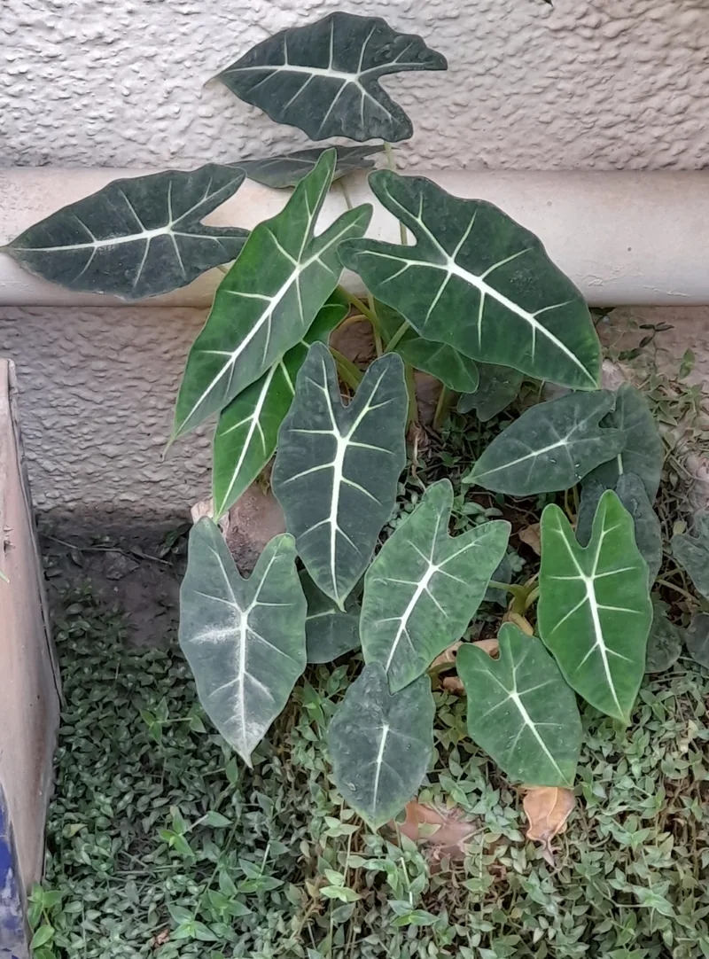 Alocasia Black Velvet