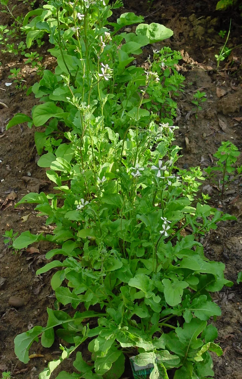 Arugula Lokal