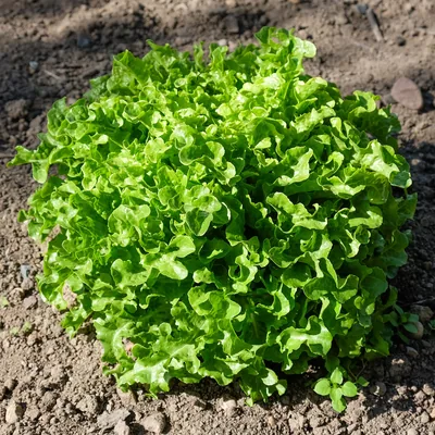 Selada