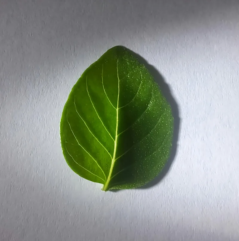Basil Italia Genovese