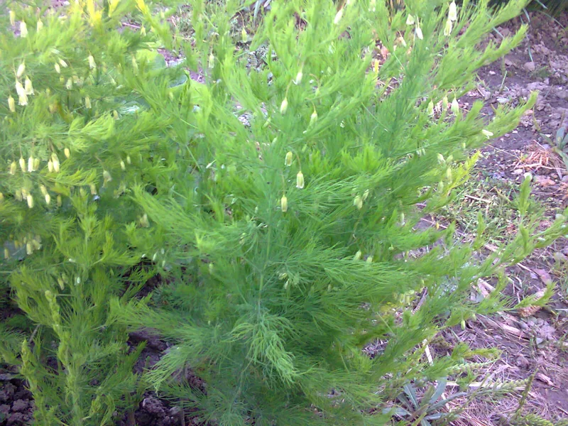 Asparagus Mary Washington
