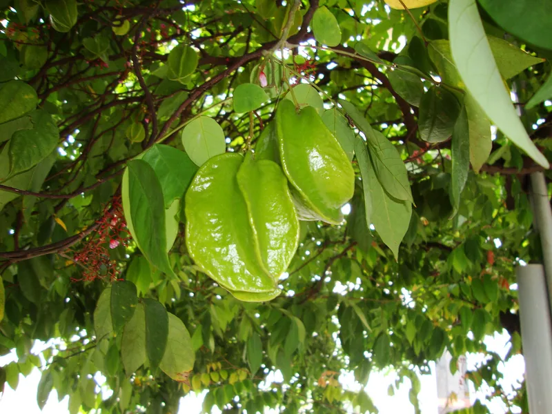 Belimbing Madu