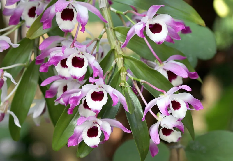 Anggrek Dendrobium Kuning