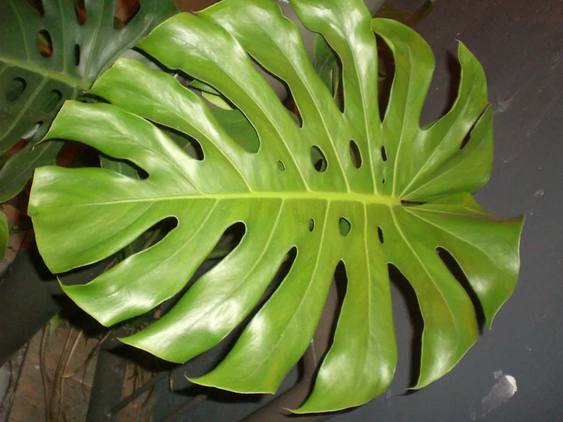 Merawat Monstera dan Aglonema di Dalam Ruangan