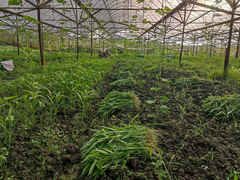 Bayam Petik Pagi Ini, 500 Gram