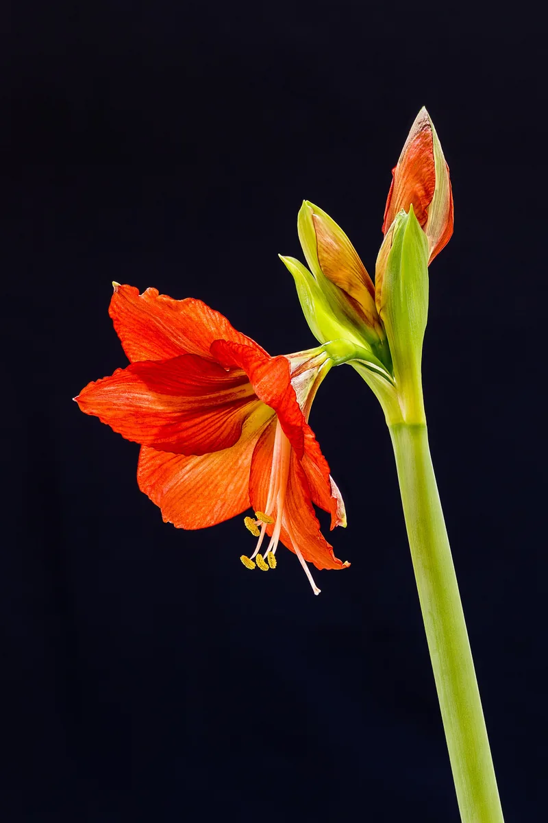 Amarilis Merah