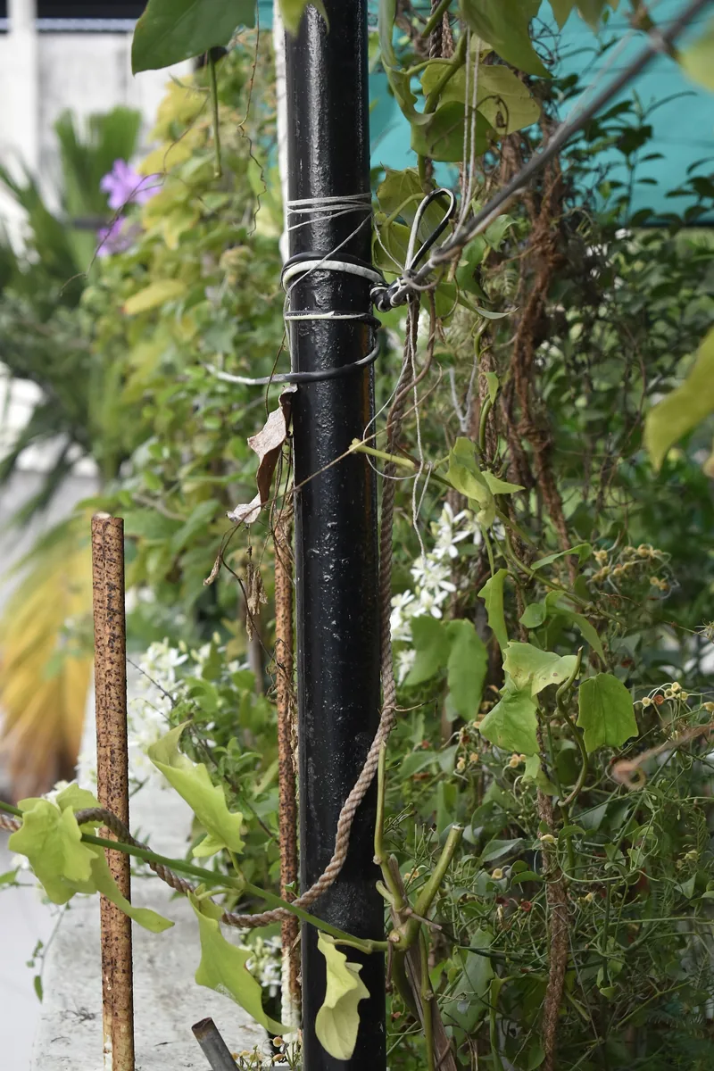 Urban Farming: Peluang Bisnis Sayur Kota