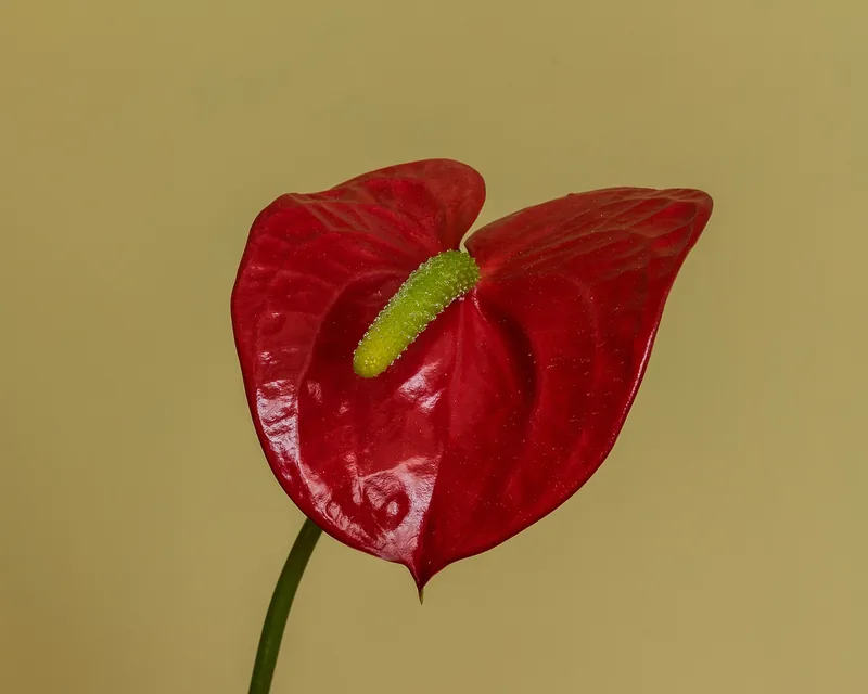 Anthurium Gelombang Cinta