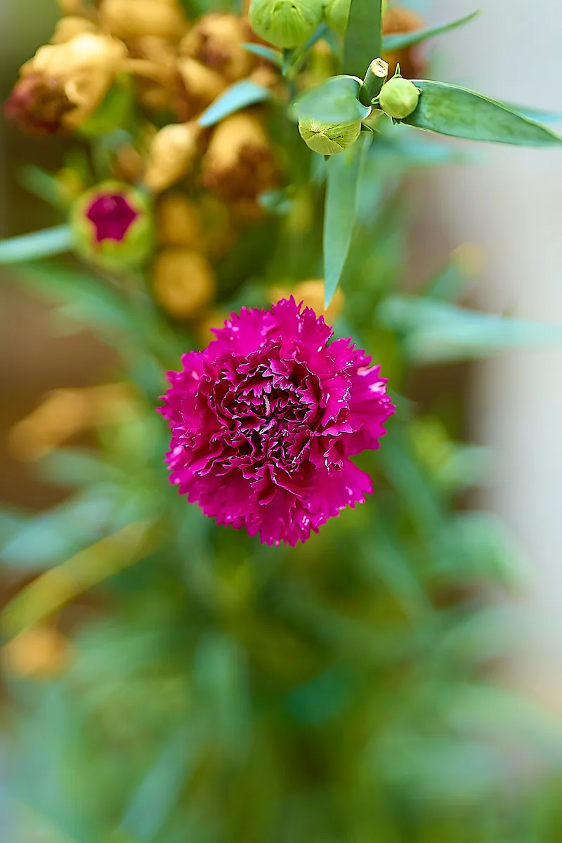 Anyelir Merah