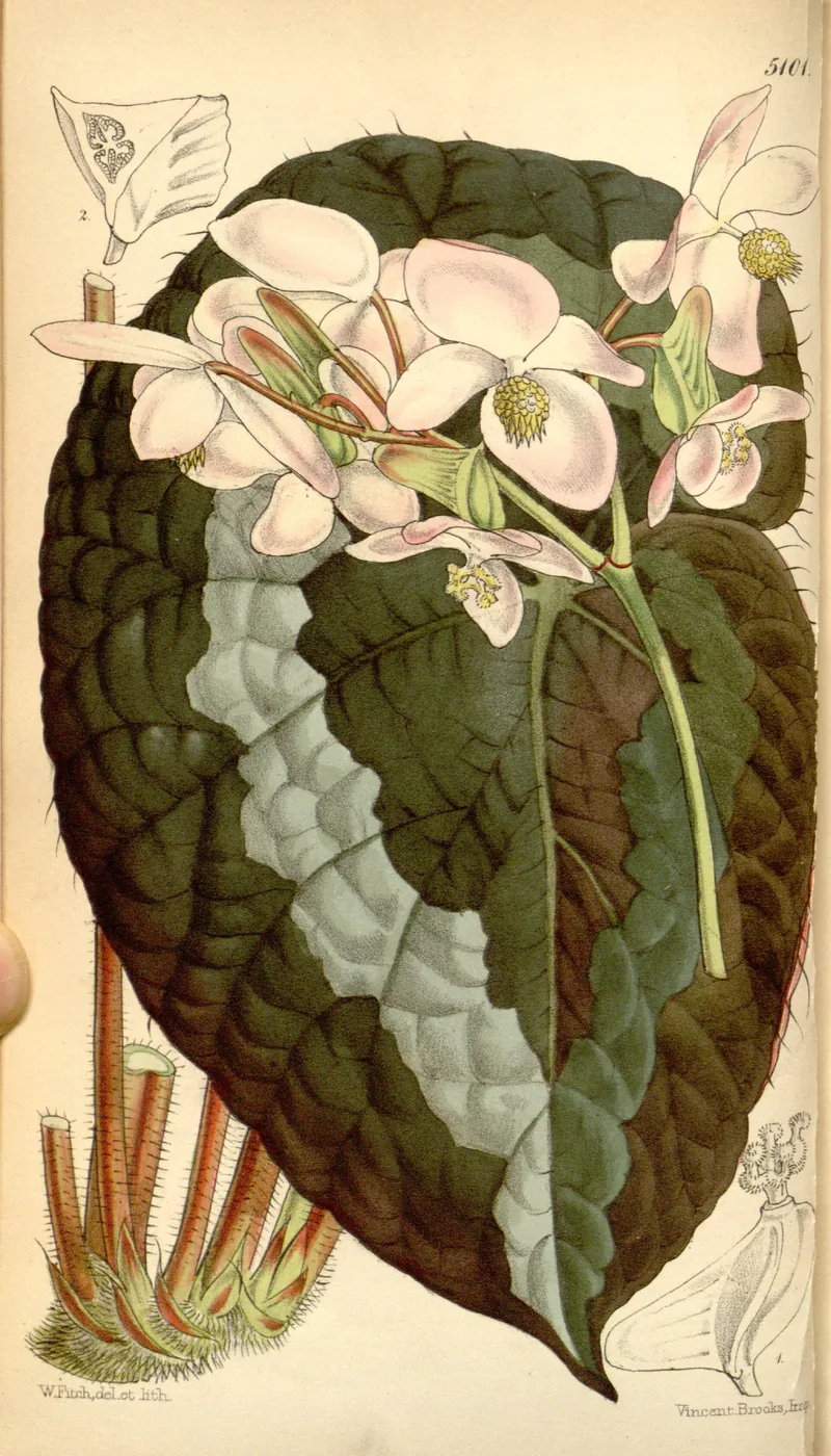 Begonia Gantung