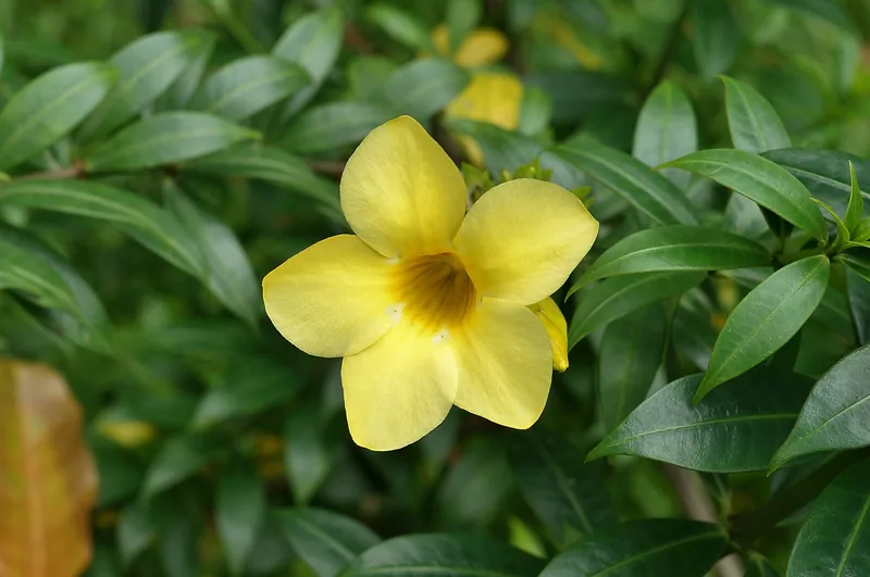Alamanda Kuning
