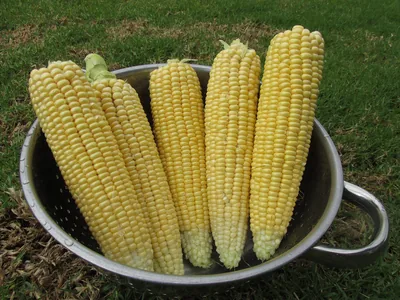 Jagung Manis Petik Sendiri